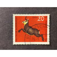 Германия 1966. Дикая природа. Серна