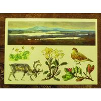 Открытка "Лапландский заповедник"