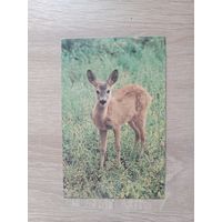 Открытка 1995