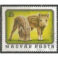 Венгрия. Лесные звери. Поросята. 1976г. Mi#3098.