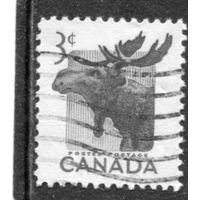 Канада. Стандарт. Фауна. Лось