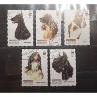 Афганистан. 2003 год. Фауна. Собаки (783)