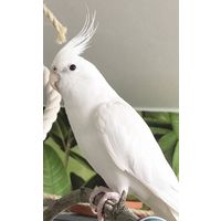 КУПЛЮ ПОПУГАЯ КОРЕЛЛУ БЕЛУЮ БЕЗЩЁКУЮ.