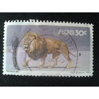 Юго-западная Африка, 1980. Лев