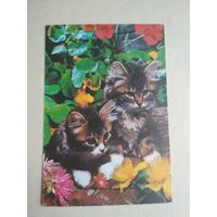 Карманный календарик.Кошки.1995 год