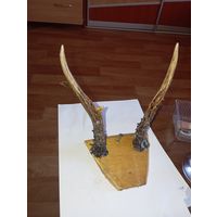 Вешалка из рогов касули .