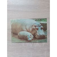 Открытка 1980