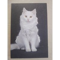 Карманный календарик. Кошки . 1996 год