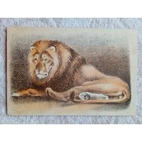 Трофимов. Лев. Издание Московского Зоопарка