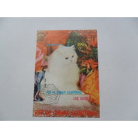 Экваториальная Гвинея, кот