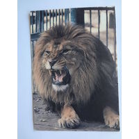 Календарик 07.1992-06.1993 г. Лев.