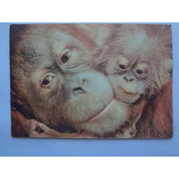 Календарик 1997 г. Обезьяны.