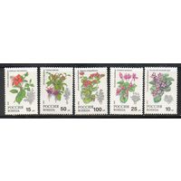 Комнатные растения Россия 1993 год (77-81) серия из 5 марок