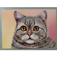Кот. Из серии "Домашние питомцы" Открытка, глянец