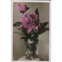 Подписанная открытка 1958г. "Пионы" фото А. Силаев