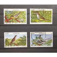 Куба. 1978 год. Фауна. Птицы