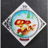 Марка Монголия 1985 год Грибы
