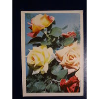 Розы.  1969 г.  Минск.  подписанная.