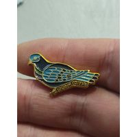 Сизый голубь