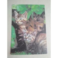 Карманный календарик.Кошки.1995 год