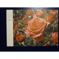 Роза.  1969 г.  подписанная.