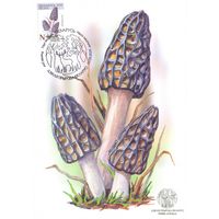 Беларусь 2025 Дикая природа флора грибы картмаксимум сморчок