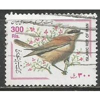 Иран. Птицы. Обыкновенный ремез. 2000г. Mi#2828.