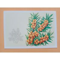 Открытка Куртенко,1980 чистая