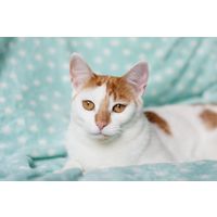 Стерилизованная кошка в дар