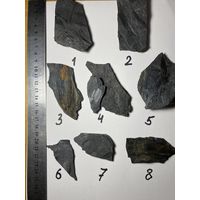 Отпечатки растений карбонового периода