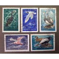 Распродажа с 1 рубля! Фауна. СССР. 1972 год. Водоплавающие птицы (5 марок)