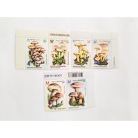 Беларусь  2024 6 м(3 сц)  грибы