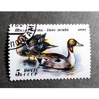 Марка СССР 1991 год Утки