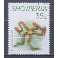 [2455] Албания 1966. Морская фауна.Морская звезда. Гашеная марка.