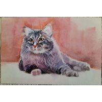 Серый кот. Худ. Н.Старовойтова. Россия.