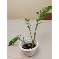 Замиокулькас (цветок с горшком)