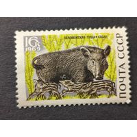 1969 СССР. Природный заповедник "Беловежская пуща". Дикий кабан