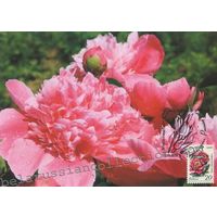 Картмаксимум "Пионы"