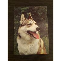 Открытка собака,лайка