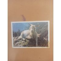 Календарь 1990 В горах