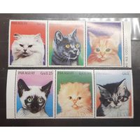 Парагвай. Фауна. Кошки (770)