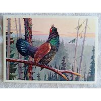 Сидоров. Токующий глухарь