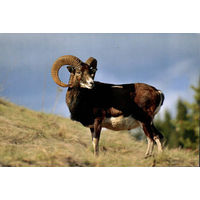 Почтовая карточка "Еурапейскi муфлон"