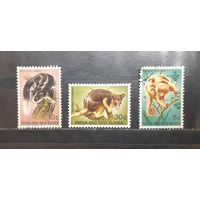 Папуа Новая Гвинея. Фауна. Лемуры (1051)