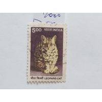 Индия 2000  кошки