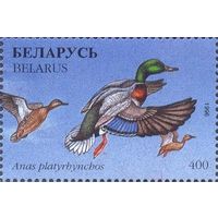 Беларусь 1996 фауна утки