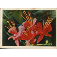 Чистая открытка 1964г. "Фуксия" фото Я. Гайлитис