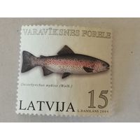 Рыба Латвии - микижа (Oncorhynchus mykiss)