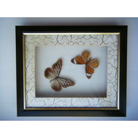 Две коллекционная бабочки. 28см.х23см.