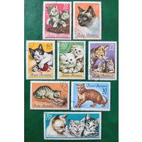 Румыния 1965. Породы кошек. Полная серия